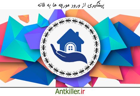 چگونه مانع از ورود مورچه به خانه شویم؟ 